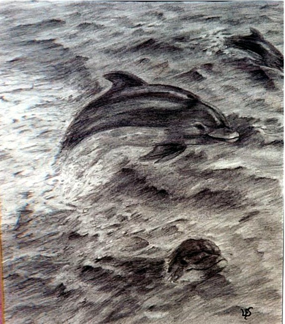 dolphinsplash.jpg